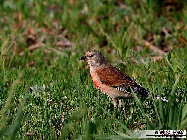 �����춥ȸ