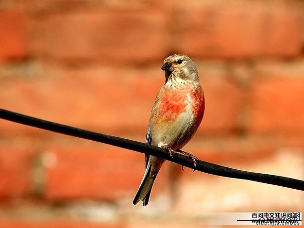 �����춥ȸ