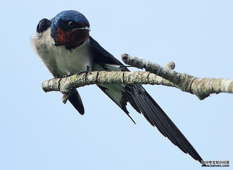 �������ͼƬ