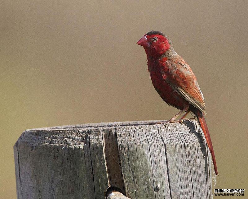 ������ȸ��ͼƬ