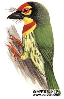 ��������ľ��