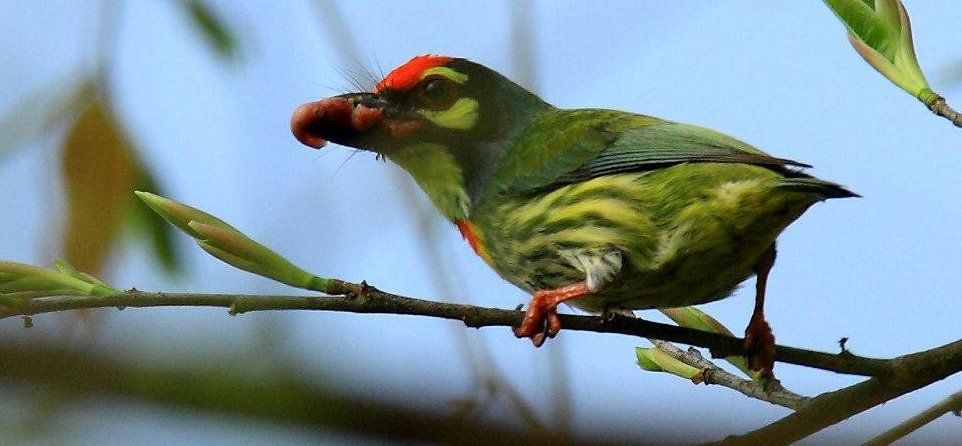 ��������ľ��