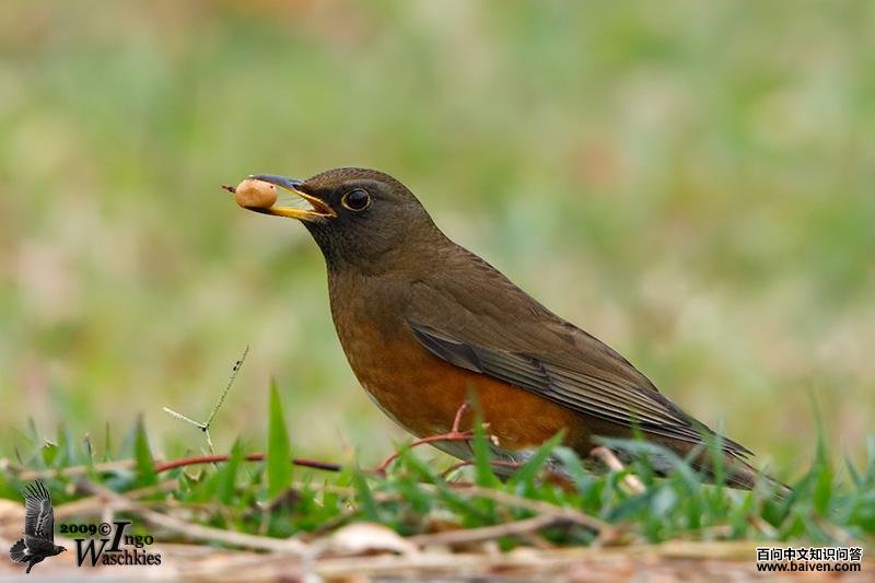 ������ͼƬ