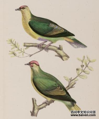 赤髯果鸠 赤髯果鸠的图片