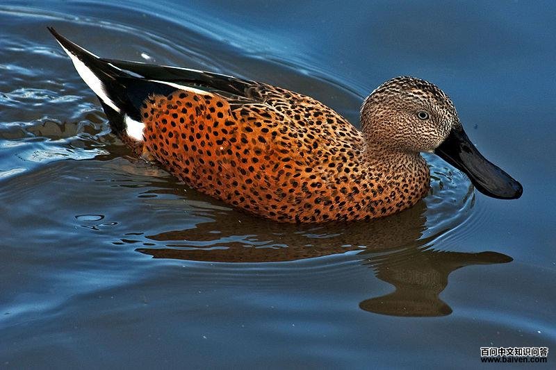 ������Ѽ��ͼƬ