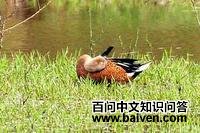 ������Ѽ