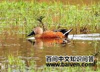 ������Ѽ