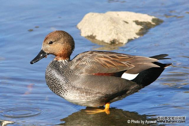 赤膀鸭 赤膀鸭的图片