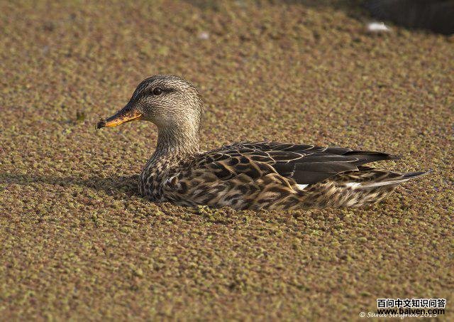 ���Ѽ������