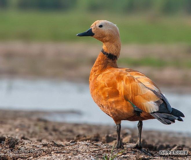 赤麻鸭 赤麻鸭的图片