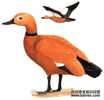 ����Ѽ����̬����ͼ