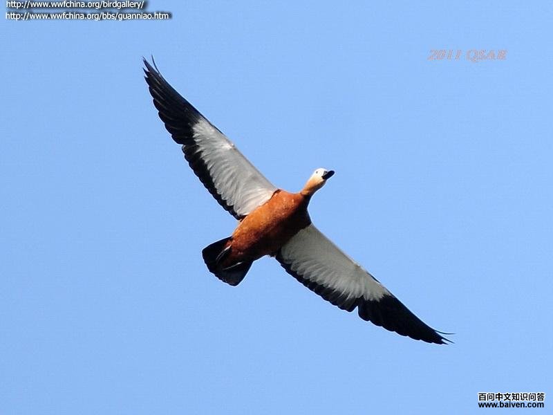 ����Ѽ������ͼ