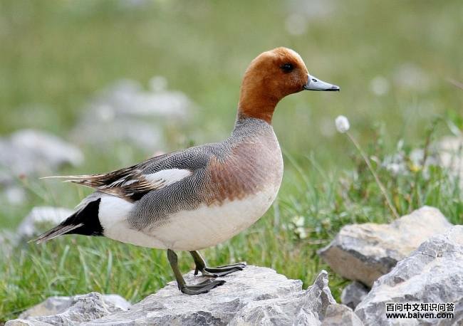 赤颈鸭 赤颈鸭的图片