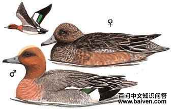 �ྱѼ��̬����ͼ