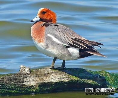 �ྱѼ������