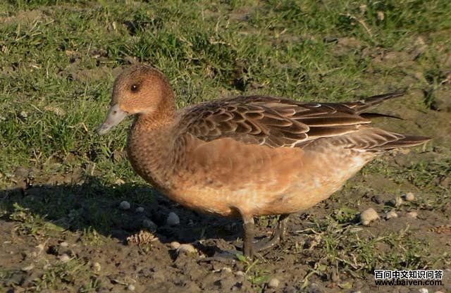 �ྱѼ������