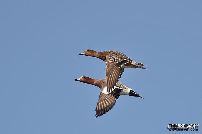 �ྱѼ�������е�һ��