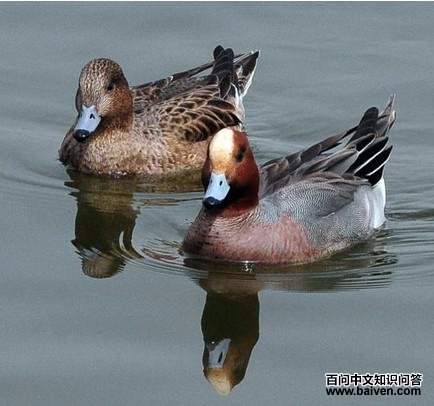 �ྱѼ��һ��