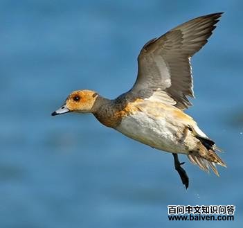 �ྱѼ������ͼ