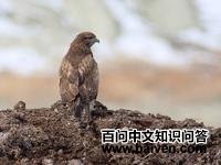 赤颈鵟 赤颈鵟的图片