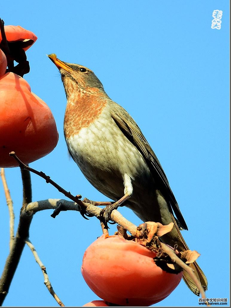 �ྱ���������ӡ����ߣ���Ц��2011��12�¡�