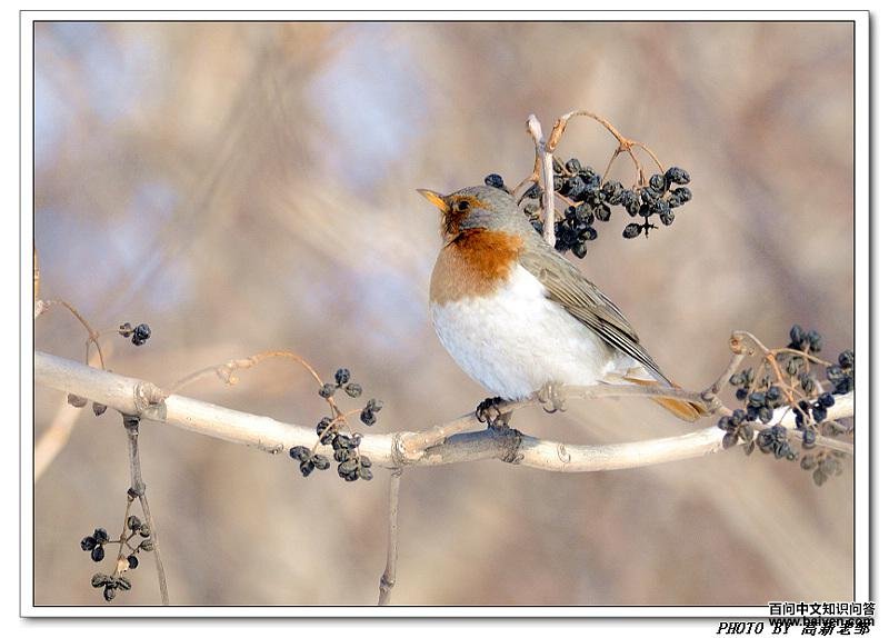 �ྱ��������ߣ��������ޡ�2009��1��