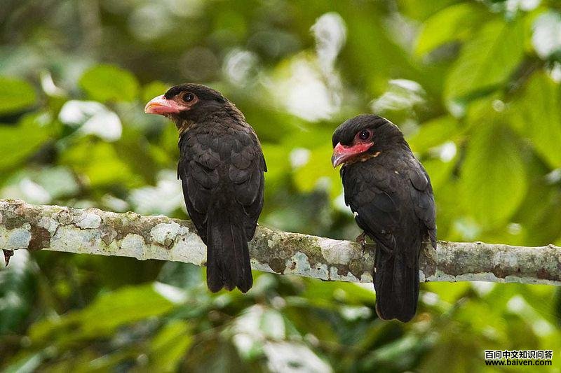 ���������ͼƬ