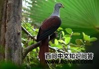 ��ҳ�β��ͼƬ