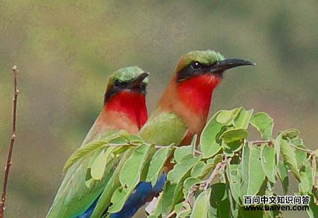 ����仢��ͼƬ