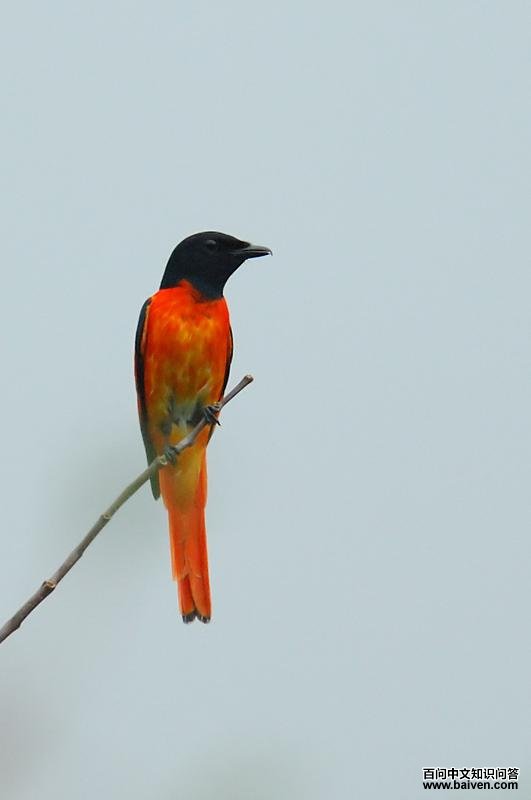 赤红山椒鸟 赤红山椒鸟的图片