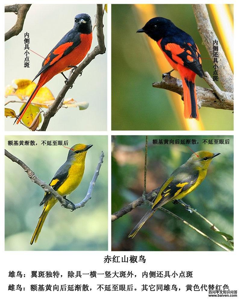 ���ɽ����