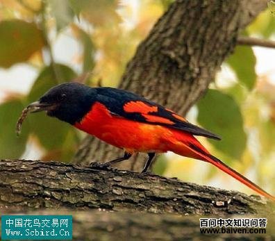 ���ɽ��������