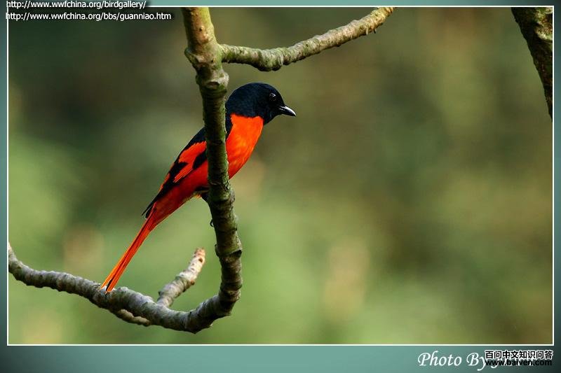 ���ɽ��������