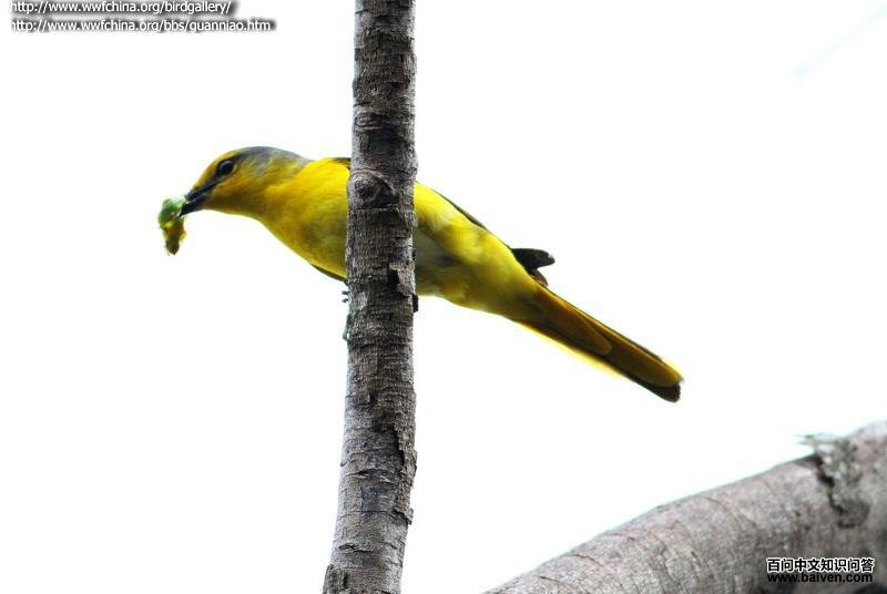 ���ɽ���񣺴���