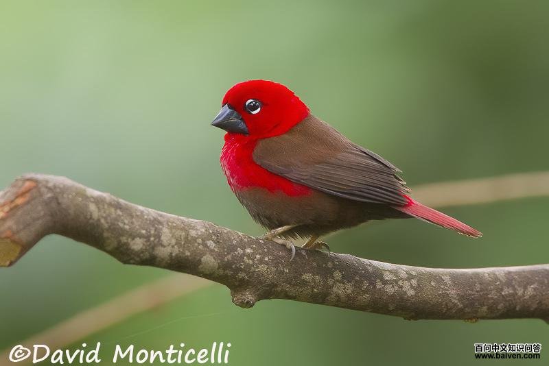 �������ȸ��ͼƬ