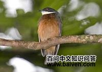 �ඥ���l��ͼƬ