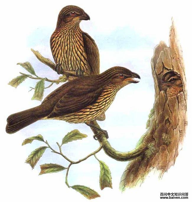 ����԰�����ͼƬ