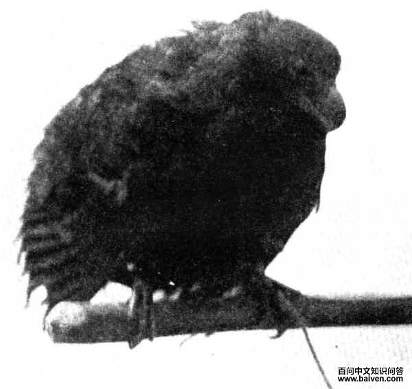 ������ͼƬ