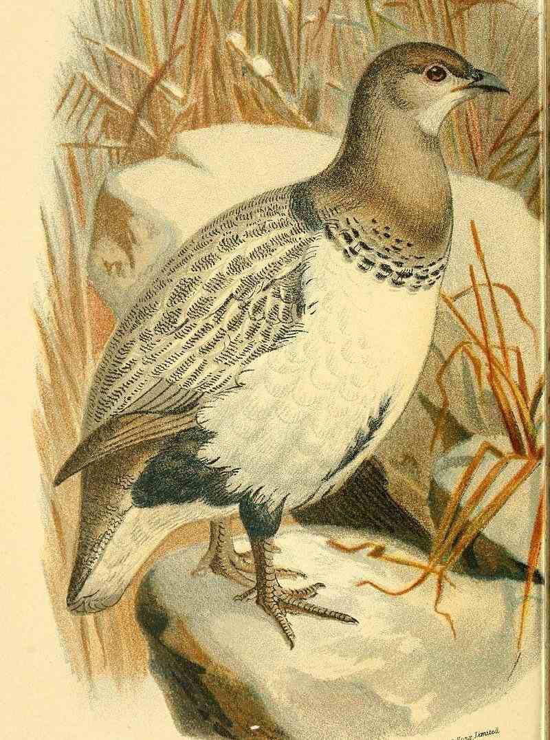 ����̩ѩ����ͼƬ