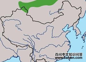 ����̩ѩ��