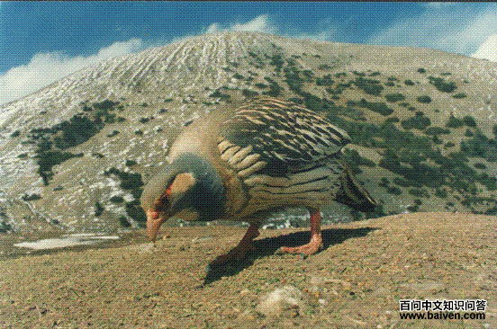 ����̩ѩ��