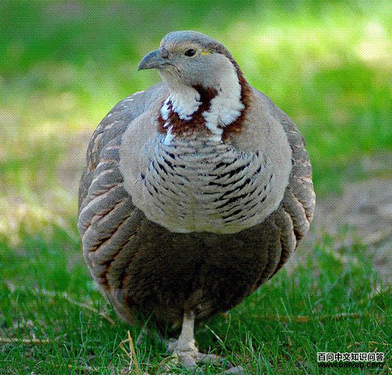 ����̩ѩ��