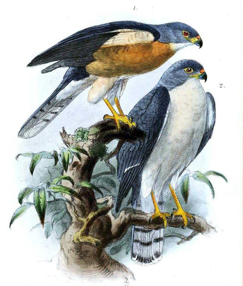 �ูӥ����̬����ͼ