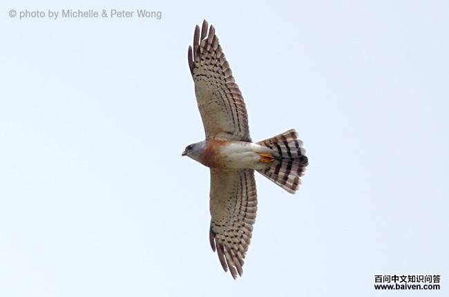 �ูӥ���������ͼ