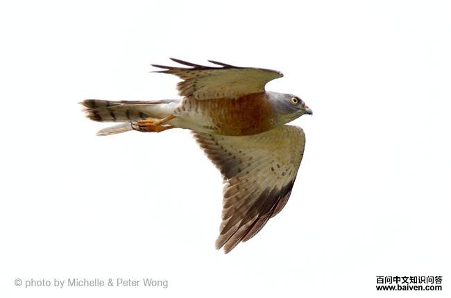 �ูӥ���������ͼ