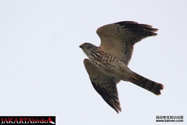 �ูӥ���ǳ������ͼ