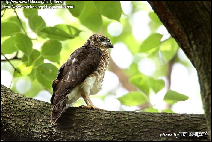 �ูӥ������