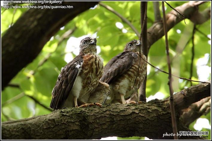 �ูӥ������