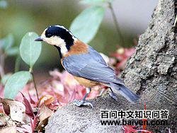 �ูɽȸ��ͼƬ