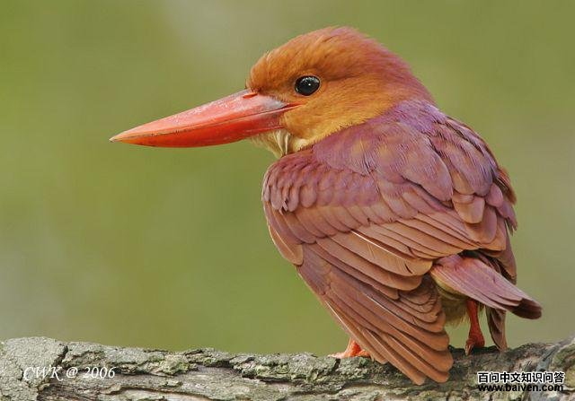 ������ͼƬ